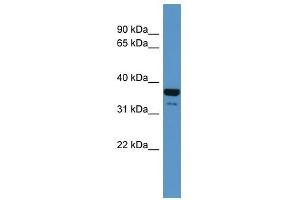 Image no. 1 for anti-CD200 Receptor 1 (CD200R1) (N-Term) antibody (ABIN929359)