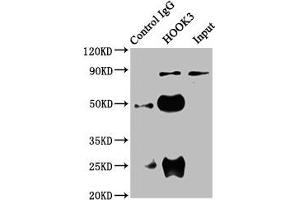 Immunoprecipitating HOOK3 in 293 whole cell lysate Lane 1: Rabbit control IgG instead of ABIN7165641 in 293 whole cell lysate.