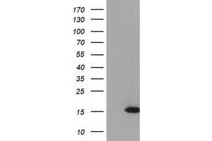Image no. 2 for anti-Ubiquitin-Like 4A (UBL4A) antibody (ABIN1501648)