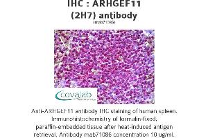 Image no. 1 for anti-rho Guanine Nucleotide Exchange Factor (GEF) 11 (ARHGEF11) antibody (ABIN1723932)