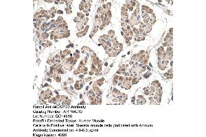 Image no. 2 for anti-Motile Sperm Domain Containing 3 (MOSPD3) (C-Term) antibody (ABIN2782063)
