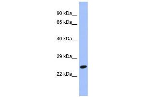 Image no. 1 for anti-DR1-Associated Protein 1 (Negative Cofactor 2 Alpha) (DRAP1) (N-Term) antibody (ABIN2777323)