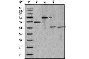 Image no. 1 for anti-Apolipoprotein A-IV (APOA4) (AA 21-396) antibody (ABIN968959)