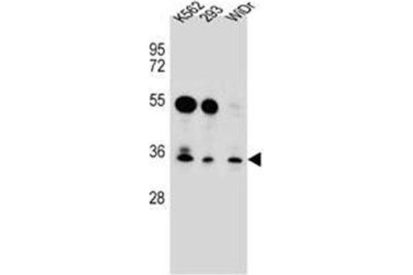 GLIPR1L2 Antikörper  (N-Term)
