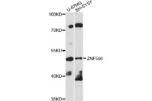 Image no. 1 for anti-Zinc Finger Protein 566 (ZNF566) antibody (ABIN6292444)