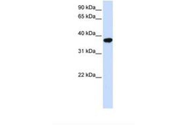 ICMT antibody  (AA 182-231)
