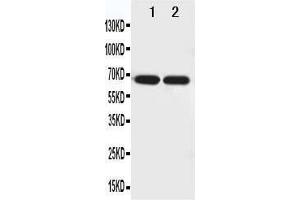 Image no. 1 for anti-Netrin 1 (NTN1) (AA 32-51), (N-Term) antibody (ABIN3044248)