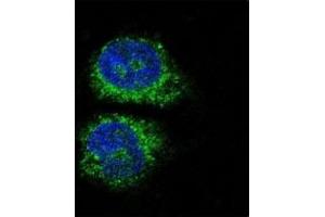 Image no. 5 for anti-Nuclear Receptor Subfamily 4, Group A, Member 2 (NR4A2) (AA 13-42) antibody (ABIN3032065)