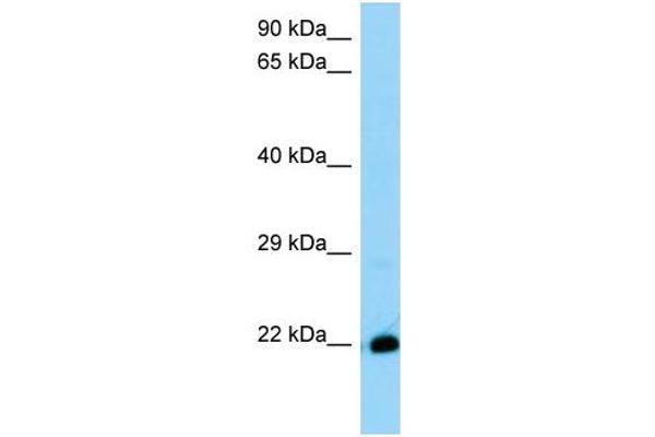 THEM6 antibody  (C-Term)