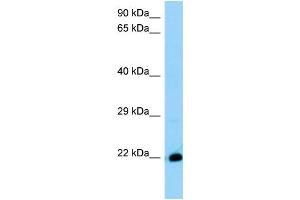 THEM6 antibody  (C-Term)