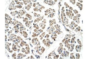 EGFL8 antibody was used for immunohistochemistry at a concentration of 4-8 ug/ml to stain Skeletal muscle cells (arrows) in Human Muscle.
