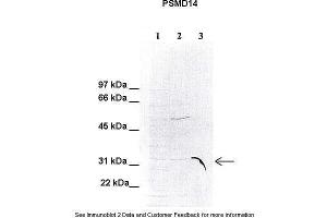 Image no. 2 for anti-Proteasome (Prosome, Macropain) 26S Subunit, Non-ATPase, 14 (PSMD14) (C-Term) antibody (ABIN1108776)