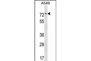 HKR1 Antibody (N-term) (ABIN1539036 and ABIN2850182) western blot analysis in A549 cell line lysates (35 μg/lane).