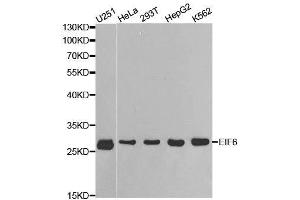 Image no. 1 for anti-Eukaryotic Translation Initiation Factor 6 (EIF6) antibody (ABIN3022603)