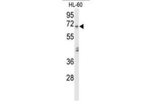 Image no. 3 for anti-Amylase 1, Salivary (AMY1) (AA 202-231), (Middle Region) antibody (ABIN950374)