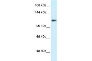 Image no. 1 for anti-Potassium Voltage-Gated Channel, Subfamily H (Eag-Related), Member 3 (Kcnh3) (N-Term) antibody (ABIN2776194)