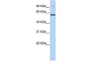 Image no. 2 for anti-Tubby Like Protein 2 (TULP2) (N-Term) antibody (ABIN2780501)