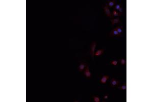 Image no. 1 for anti-CD226 (CD226) antibody (ABIN6260593)