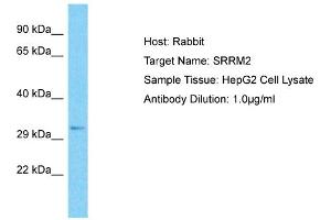 Image no. 1 for anti-Serine/arginine Repetitive Matrix 2 (SRRM2) (C-Term) antibody (ABIN2777758)