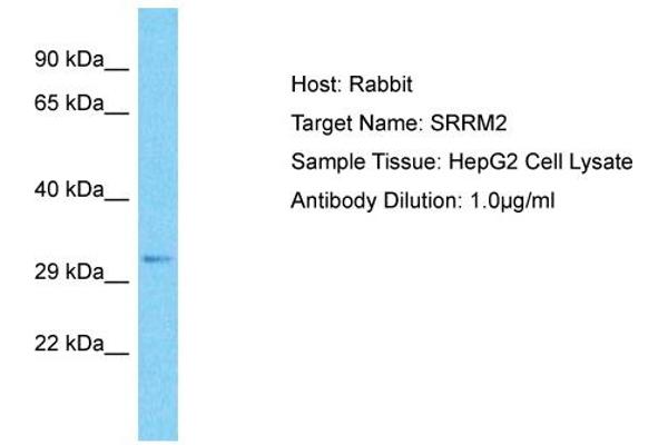 anti-Serine/arginine Repetitive Matrix 2 (SRRM2) (C-Term) antibody
