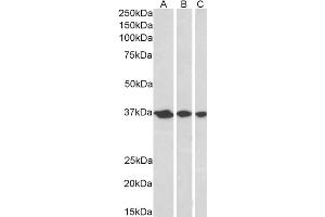 Image no. 2 for anti-Apurinic/Apyrimidinic Endonuclease 1 (APEX1) (N-Term) antibody (ABIN184704)