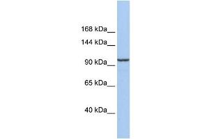 Image no. 2 for anti-Klotho beta (KLB) (Middle Region) antibody (ABIN635626)