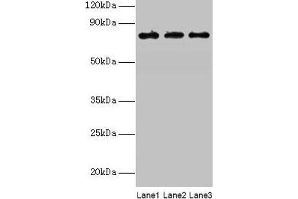 KIRREL2 anticorps  (AA 21-219)