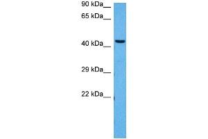 Image no. 2 for anti-Peroxisome Proliferator-Activated Receptor delta (PPARD) (N-Term) antibody (ABIN2780303)