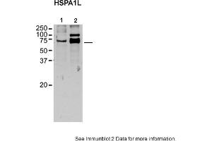 Image no. 1 for anti-Heat Shock 70kDa Protein 1-Like (HSPA1L) (C-Term) antibody (ABIN2785492)