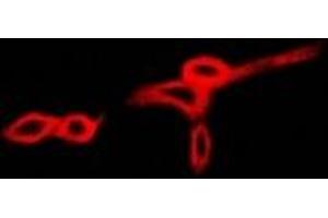 Image no. 1 for anti-Bactericidal/Permeability Increasing Protein (BPI) antibody (ABIN2966475)