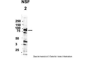 Image no. 2 for anti-Y Box Binding Protein 1 (YBX1) (Middle Region) antibody (ABIN2775773)