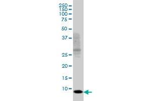 SH2D1A antibody  (AA 1-128)