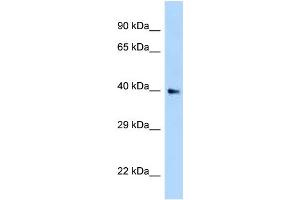 Image no. 1 for anti-Axin Interactor, Dorsalization Associated (AIDA) (N-Term) antibody (ABIN2789358)