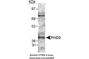 Image no. 2 for anti-Egl-9 Family Hypoxia Inducible Factor 1 (EGLN1) (AA 300-400) antibody (ABIN363514)