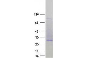 Image no. 1 for CD53 (CD53) (Transcript Variant 2) protein (Myc-DYKDDDDK Tag) (ABIN2713737)