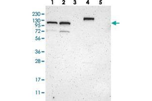anti-Zinc Finger and BTB Domain-Containing Protein 11 (ZBTB11) antibody