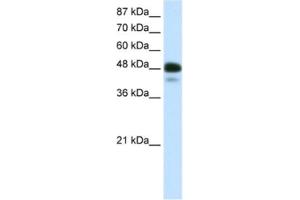 Image no. 1 for anti-Neurogenic Differentiation 2 (NEUROD2) antibody (ABIN2460361)
