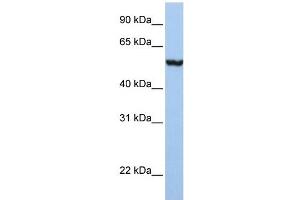 Image no. 2 for anti-Solute Carrier Family 39 (Metal Ion Transporter), Member 5 (SLC39A5) antibody (ABIN635718)