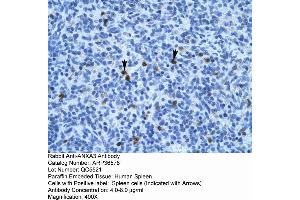Image no. 1 for anti-Annexin A3 (ANXA3) (N-Term) antibody (ABIN2774839)