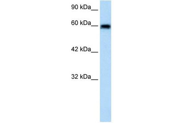 anti-Bestrophin 4 (BEST4) (N-Term) antibody