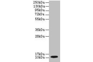 DYNLL1 antibody  (AA 1-89)