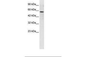 Image no. 1 for anti-RUN and FYVE Domain Containing 3 (RUFY3) (C-Term) antibody (ABIN6735951)