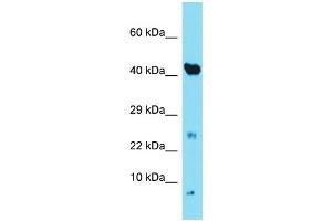 Image no. 1 for anti-NADH Dehydrogenase (Ubiquinone) 1 alpha Subcomplex, 3, 9kDa (NDUFA3) (C-Term) antibody (ABIN2789158)