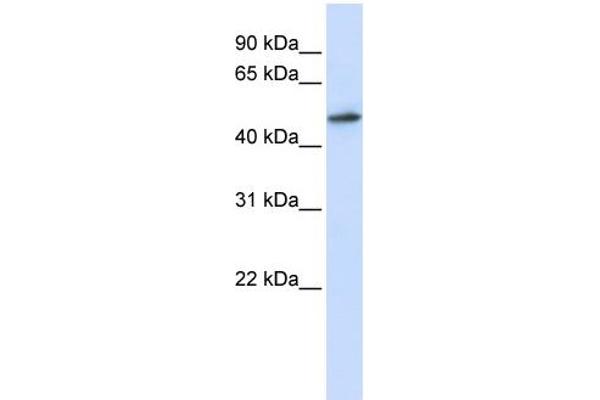 anti-RNA Guanine-7 Methyltransferase (RNMT) (N-Term) antibody