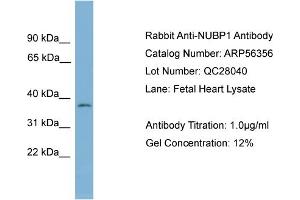 Image no. 2 for anti-Nucleotide Binding Protein 1 (NUBP1) (Middle Region) antibody (ABIN2786659)