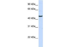 anti-Cysteine Conjugate-beta Lyase 2 (CCBL2) (C-Term) antibody
