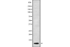 Image no. 1 for anti-G Protein gamma 5 (GNG5) (Internal Region) antibody (ABIN6262021)