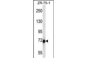 Image no. 1 for anti-SP100 Nuclear Antigen (SP100) (AA 199-227), (N-Term) antibody (ABIN5532137)