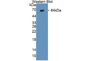 Image no. 2 for anti-Bestrophin 1 (BEST1) (AA 292-585) antibody (ABIN5013231)