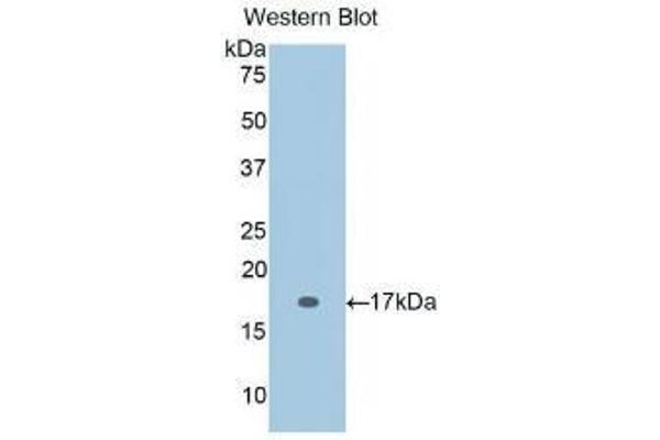 IL-2 antibody  (AA 21-153)